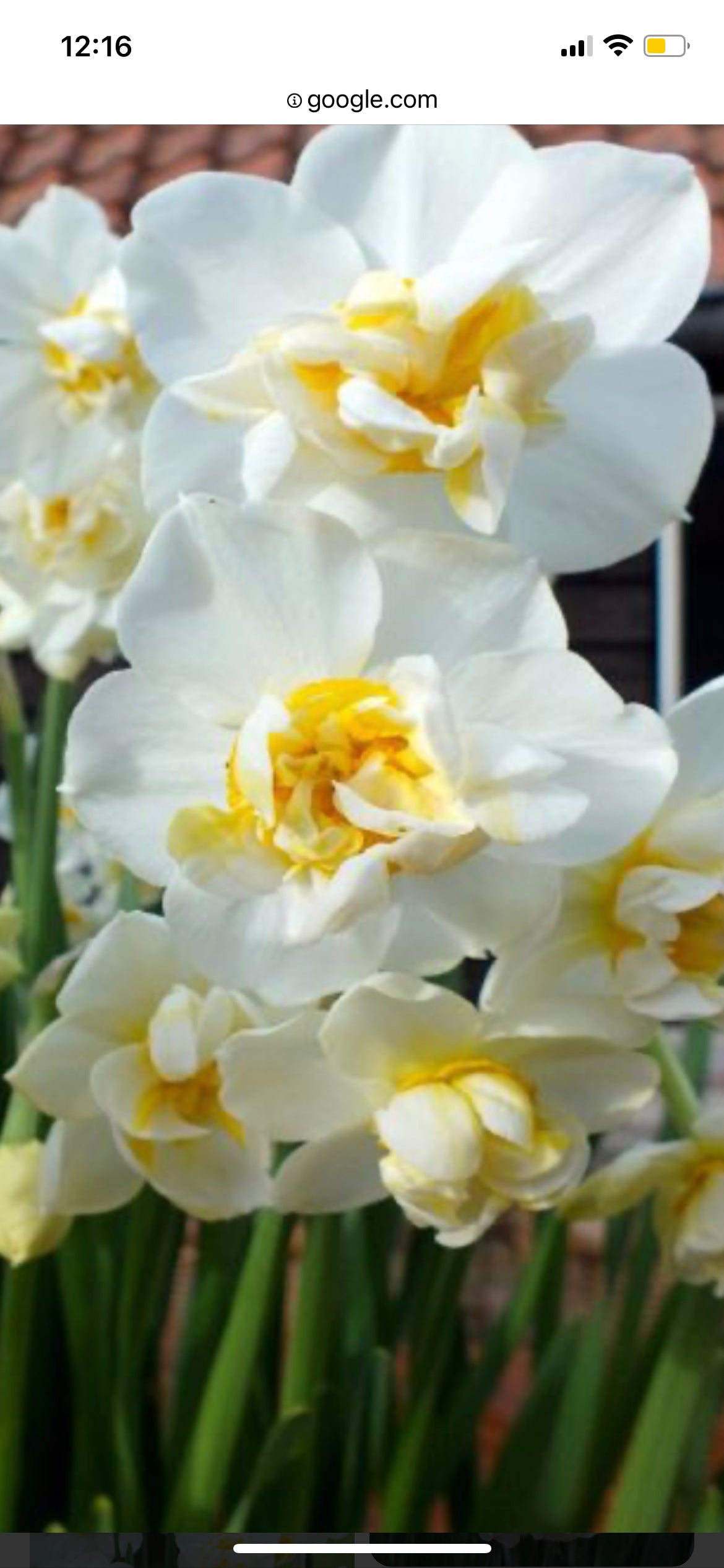 Daffodil Narcissus Bulb - variety Cheerfulness