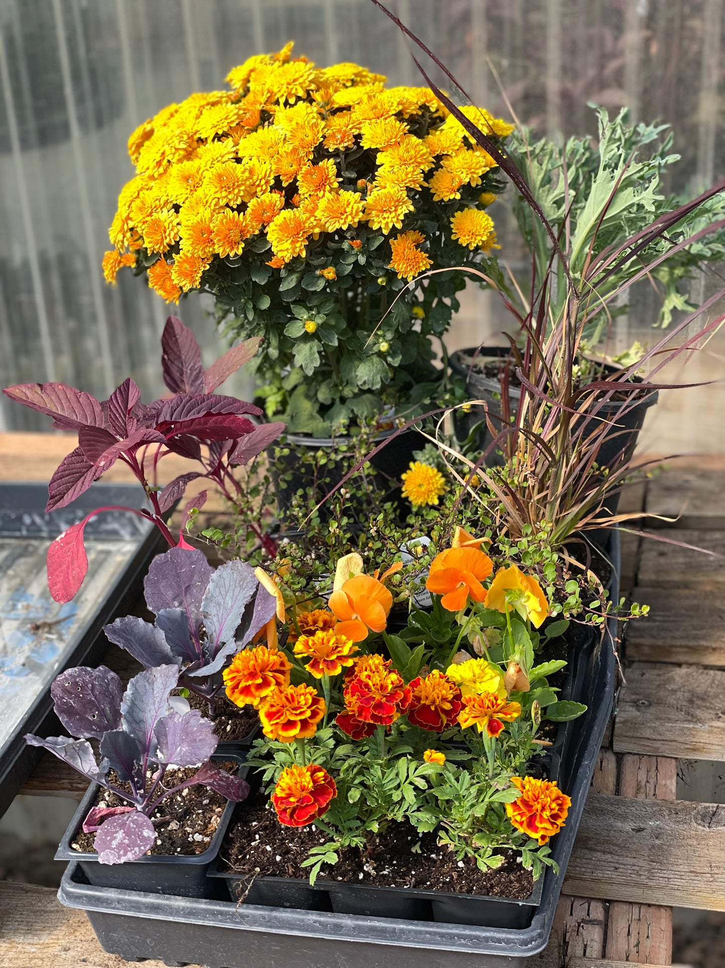 Fall Porch Container Kits Delivered!
