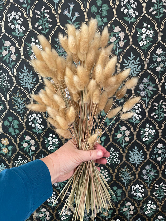 Bunny Tail Grass