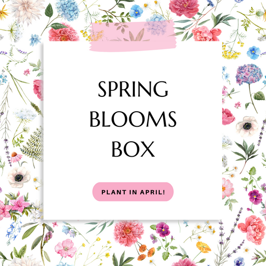 Bloom Box! Spring planted - pickup or delivery mid-April