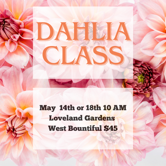 Dahlia Class TUESDAY May 14th