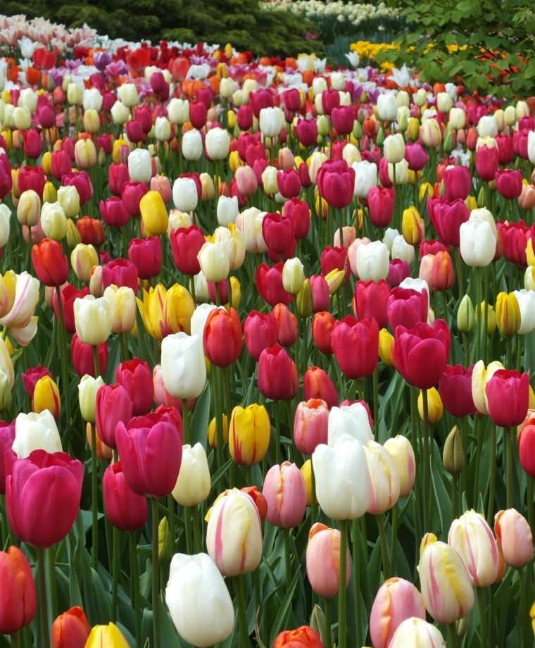 100 Pastel Colored Tulips Mix